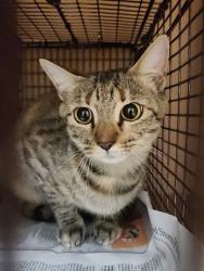 Shelter Stray Female Cat last seen Near James Casey Street, AUSTIN, TX, 78745, 7201 Levander Loop bldg a, Austin, TX 78702, USA