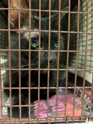 Shelter Stray Male Cat last seen Apt 36,4511 Lucksingen Lane, AUSTIN, TX, 78745, 7201 Levander Loop bldg a, Austin, TX 78702, USA