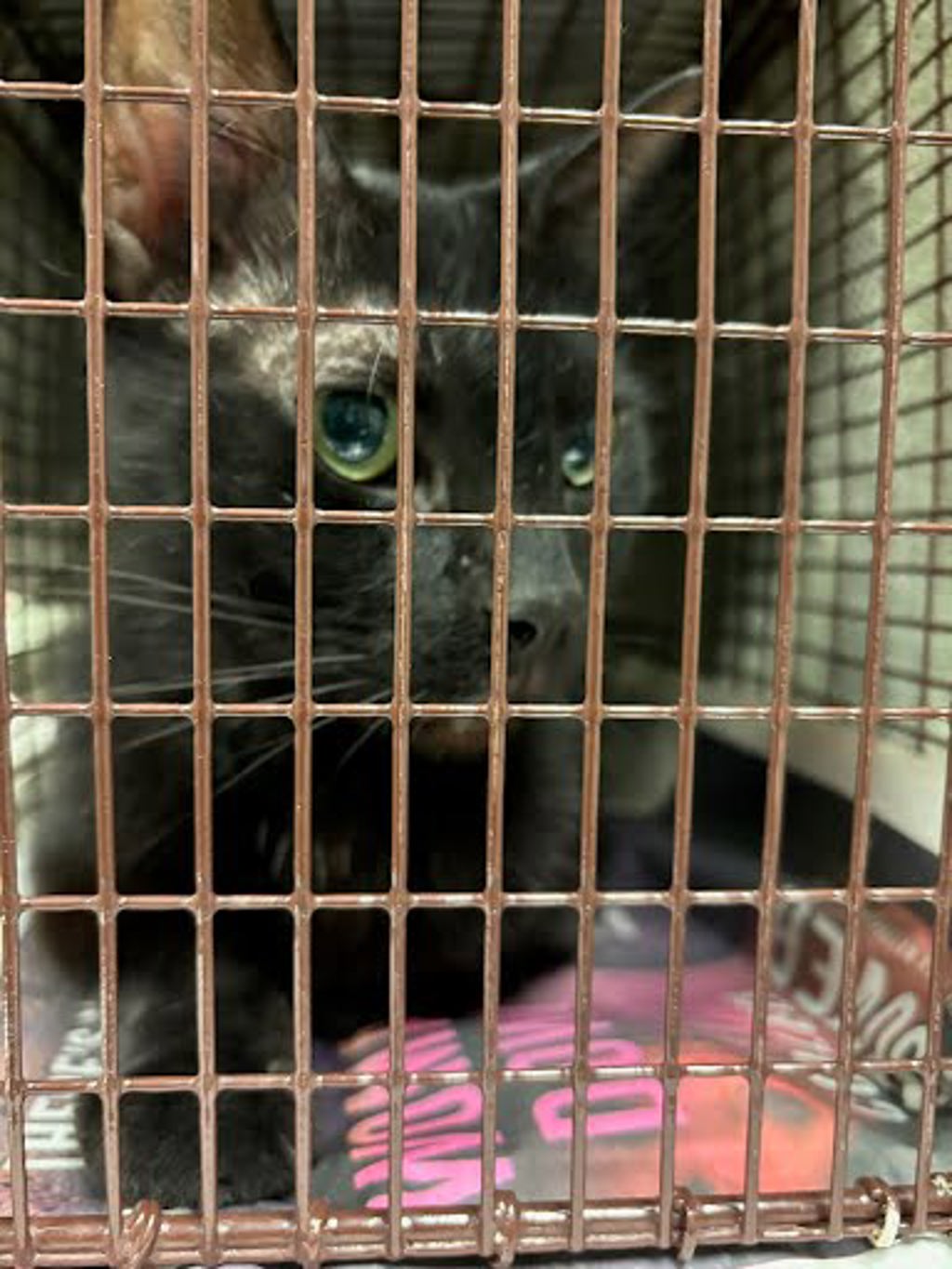 Shelter Stray Male Cat last seen Apt 36,4511 Lucksingen Lane, AUSTIN, TX, 78745, 7201 Levander Loop bldg a, Austin, TX 78702, USA