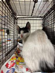 Shelter Stray Female Cat last seen Near Masterson Pass, AUSTIN, TX, 78753, 7201 Levander Loop bldg a, Austin, TX 78702, USA