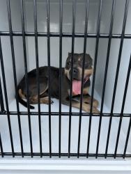 Shelter Stray Female Dog last seen Near Merton Court, VIRGINIA BEACH, VA, 23464, 341 S Birdneck Rd, Virginia Beach, VA 23451, USA