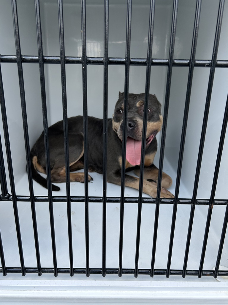 Shelter Stray Female Dog last seen Near Merton Court, VIRGINIA BEACH, VA, 23464, 341 S Birdneck Rd, Virginia Beach, VA 23451, USA
