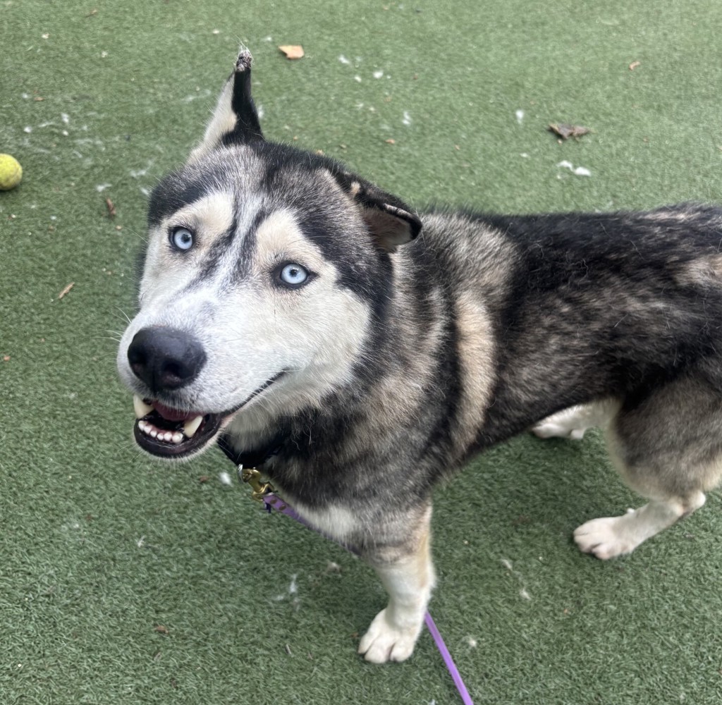 Shelter Stray Male Dog last seen Near Brooks Street, Oceanside, CA, 92054, Oceanside, CA 92058, USA