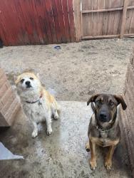 Lost Male Dog last seen highland, Highland, CA 92346