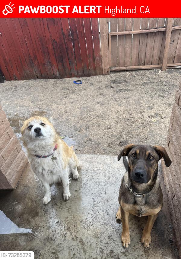 Lost Male Dog last seen highland, Highland, CA 92346