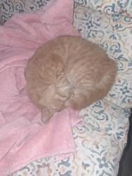 Found/Stray Female Cat last seen 4th st nw, Canton, OH 44708