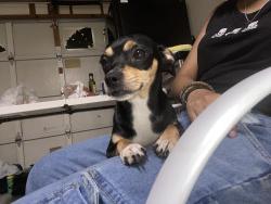 Lost Female Dog last seen Carver St Lakeland, Lakeland, FL 33805