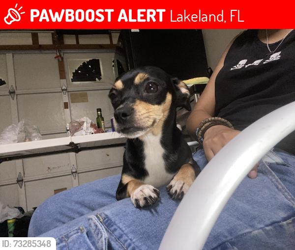 Lost Female Dog last seen Carver St Lakeland, Lakeland, FL 33805