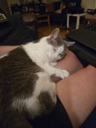 Reunited Female Cat last seen Verdun & Moffat/Beatty, Montréal, QC H4H 1Y7