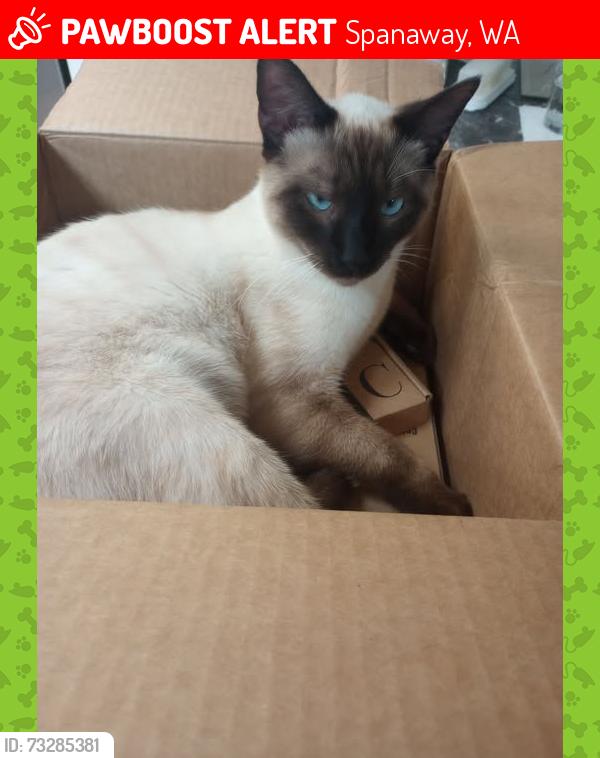 Lost Male Cat last seen 24th Ave E., Spanaway, WA 98387