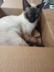 Lost Male Cat last seen 24th Ave E., Spanaway, WA 98387