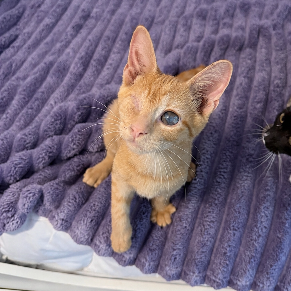 Shelter Stray Male Cat last seen , 8020 Washington St, Port Richey, FL 34668, USA