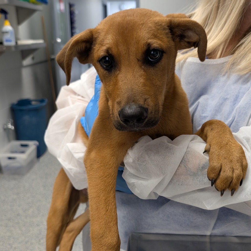 Shelter Stray Male Dog last seen , 328 Furman Hall Rd, Greenville, SC 29609, USA