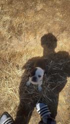 Lost Female Dog last seen capri st hesperia ca 92345, Hesperia, CA 92345