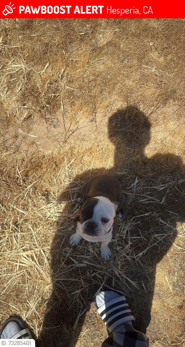 Lost Female Dog last seen capri st hesperia ca 92345, Hesperia, CA 92345