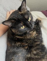 Lost Female Cat last seen Richard Walton Park, Oakdale, MN 55128