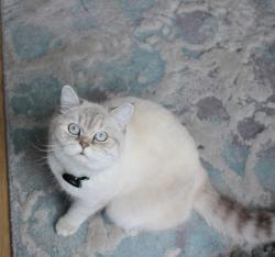 Reunited Female Cat last seen Nelson road, camellia place, Twickenham, Greater London, England TW2 7HZ