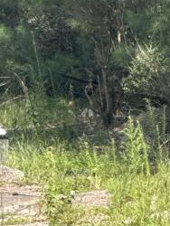 Found/Stray Unknown Dog last seen Iroqouis Street middle of road at edge of woods, Fayetteville, NC 28303