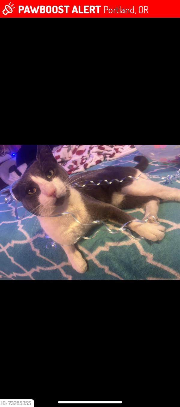 Lost Male Cat last seen Duke and 82nd near plaid pantry and woodmere elementary school, Portland, OR 97206