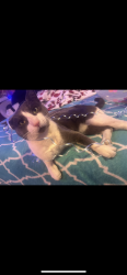 Lost Male Cat last seen Duke and 82nd near plaid pantry and woodmere elementary school, Portland, OR 97206
