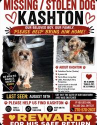 Lost Male Dog last seen 74th and yates, Chicago, IL 60649