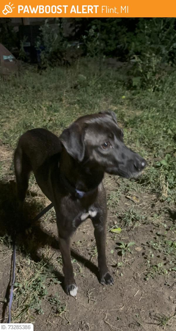 Found/Stray Female Dog last seen E Court St and Dort Hwy, Flint, MI 48503