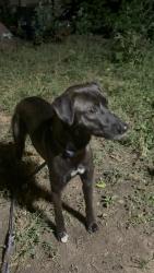 Found/Stray Female Dog last seen E Court St and Dort Hwy, Flint, MI 48503