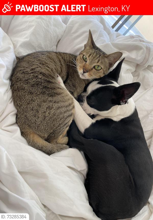 Lost Female Cat last seen Tahoma, Jesselin, Glendover, Arboretum, Lexington, KY 40503