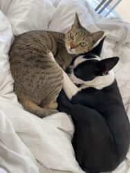 Lost Female Cat last seen Tahoma, Jesselin, Glendover, Arboretum, Lexington, KY 40503