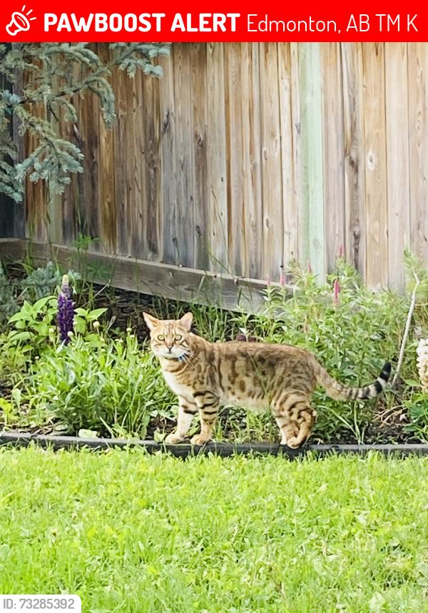 Lost Male Cat last seen Centennial School, Callingwood Road/Lessard Road 174 street and 57 avenue, Edmonton, AB T6M 1K4