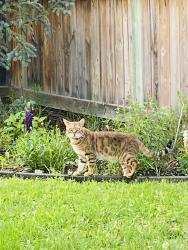 Lost Male Cat last seen Centennial School, Callingwood Road/Lessard Road 174 street and 57 avenue, Edmonton, AB T6M 1K4
