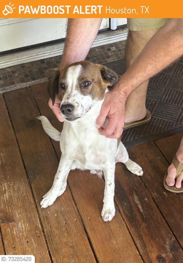 Found/Stray Male Dog last seen Woodforest and Fintona Way, Houston, TX 77015