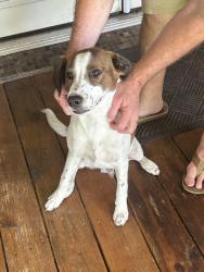 Found/Stray Male Dog last seen Woodforest and Fintona Way, Houston, TX 77015