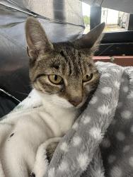 Reunited Female Cat last seen Near Holyhead Close london, Greater London, England E6 5YN