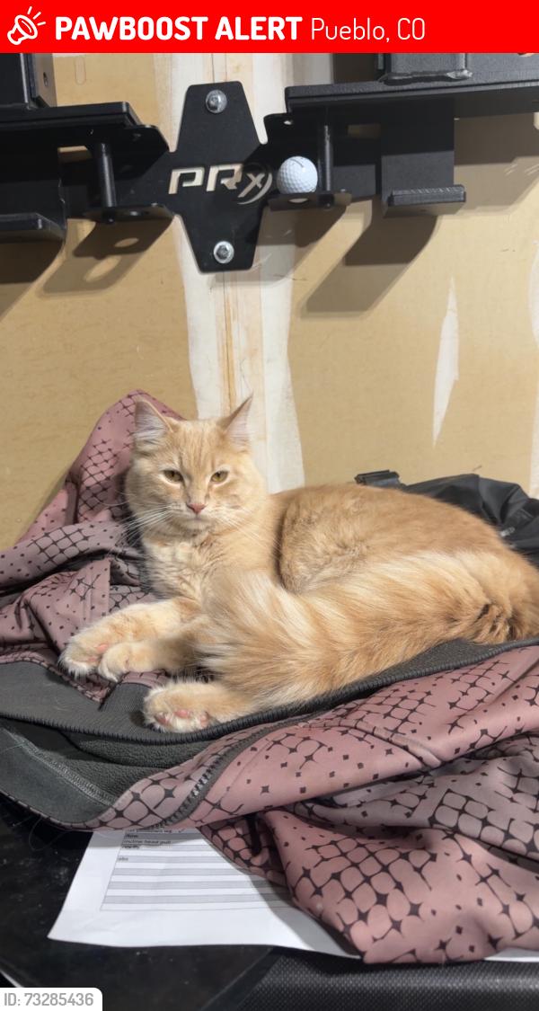 Lost Female Cat last seen Silverweed and Bluestem, Pueblo, CO 81001