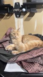 Lost Female Cat last seen Silverweed and Bluestem, Pueblo, CO 81001