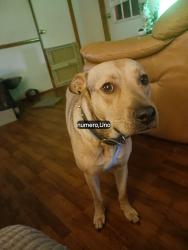 Lost Male Dog last seen Near and 100 North and South by Roberts Road in White Oaks Trail, Satsuma, FL 32189