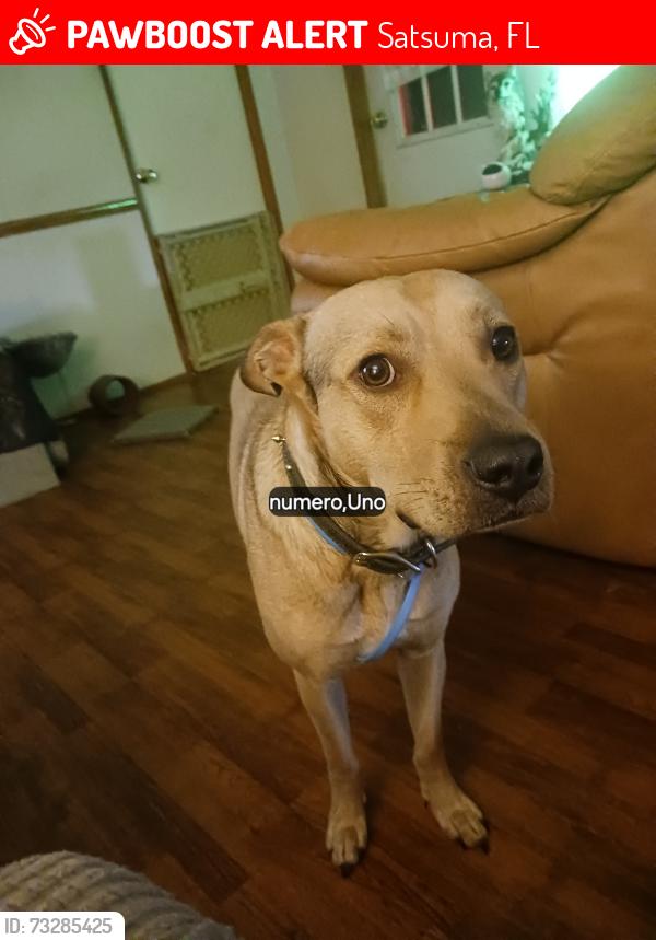 Lost Male Dog last seen Near and 100 North and South by Roberts Road in White Oaks Trail, Satsuma, FL 32189