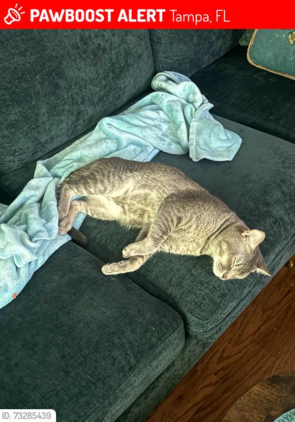 Lost Male Cat last seen Gandy and Euclid, Tampa, FL 33611