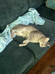Lost Male Cat last seen Gandy and Euclid, Tampa, FL 33611