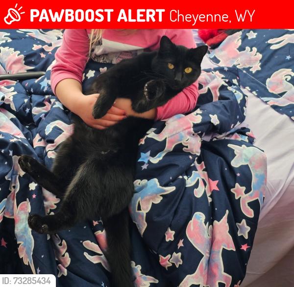 Lost Female Cat last seen 19th street, holiday park to downtown area, Cheyenne, WY 82001