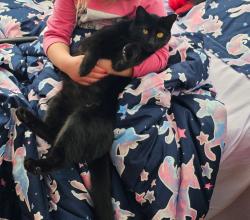 Lost Female Cat last seen 19th street, holiday park to downtown area, Cheyenne, WY 82001