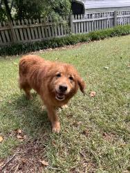 Reunited Unknown Dog last seen Found dog between Lynn ave & queens, Sanford, NC 27330