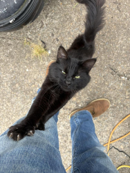 Lost Male Cat last seen Chemawa & kinglet, Keizer, OR 97303