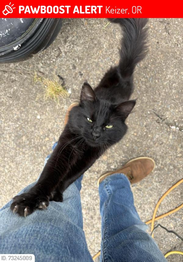 Lost Male Cat last seen Chemawa & kinglet, Keizer, OR 97303