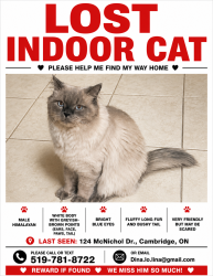 Lost Male Cat last seen Near Holy Spirit school, Cambridge, ON N1P 1E1