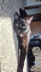 Lost Female Cat last seen Near Silver Creek Drive, Birch Run, MI 48415