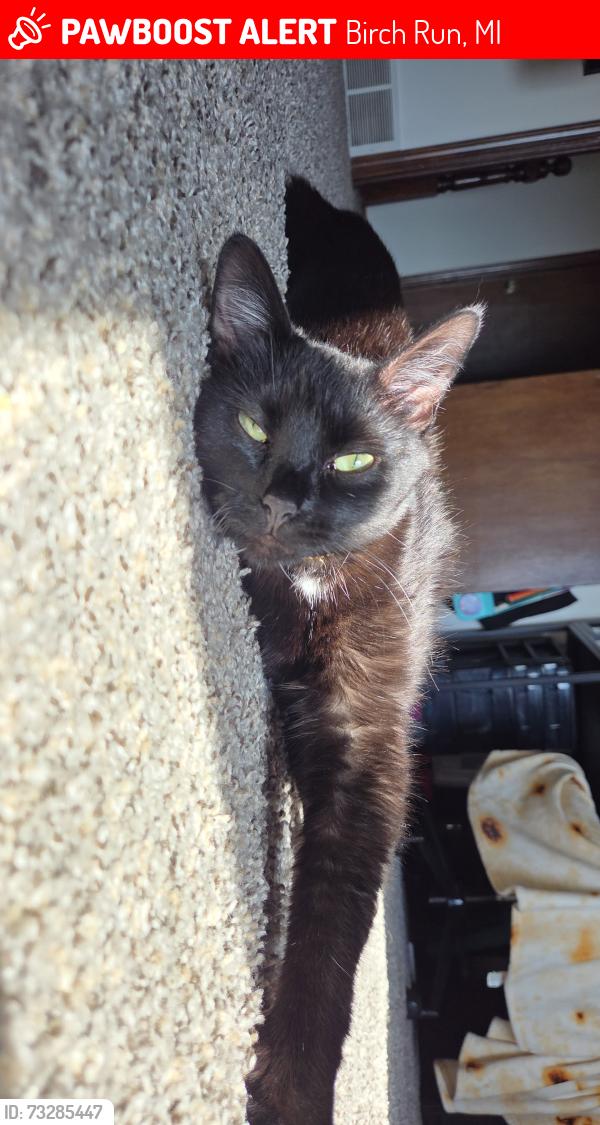 Lost Female Cat last seen Near Silver Creek Drive, Birch Run, MI 48415