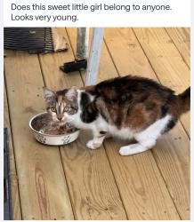 Found/Stray Female Cat last seen Spring Hill area Westwood rd, Benton rd, Somerville, MA 02144