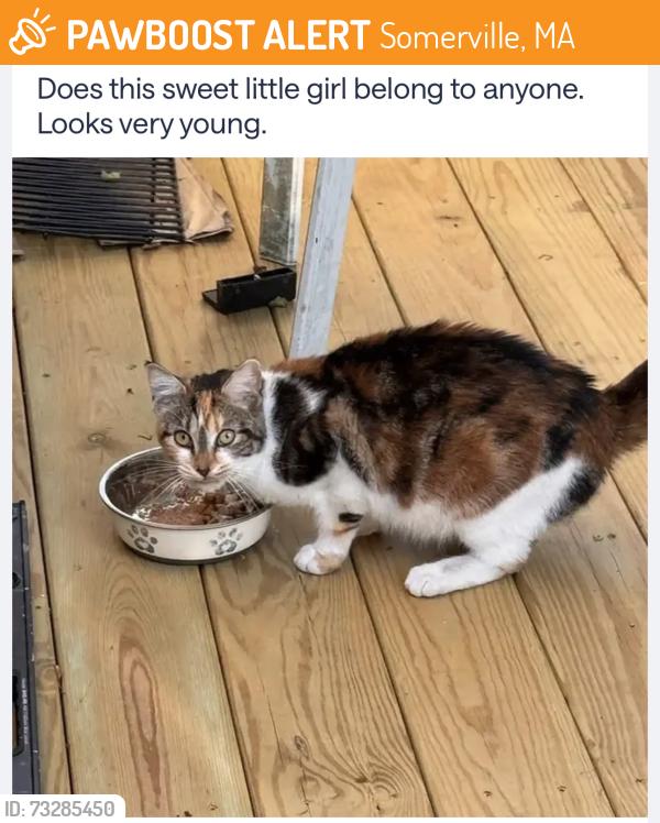 Found/Stray Female Cat last seen Spring Hill area Westwood rd, Benton rd, Somerville, MA 02144